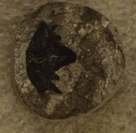 <p>what is this?</p>