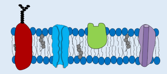 <p>3 main parts: Phospholipids, Proteins, Cholesterol. Main functions: Holds contents of the cell, and controls what comes in and out due to polarity and size.</p><p>Glycoprotein/glycolipid, carbohydrate sticks out to the outside of the cell.</p><p>Lipid bilayer is a part of the cell membrane.</p>