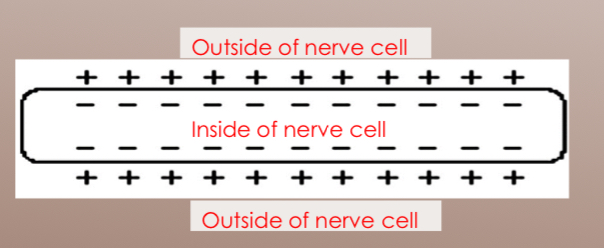 <p>Resting membrane potential (RMP)</p>