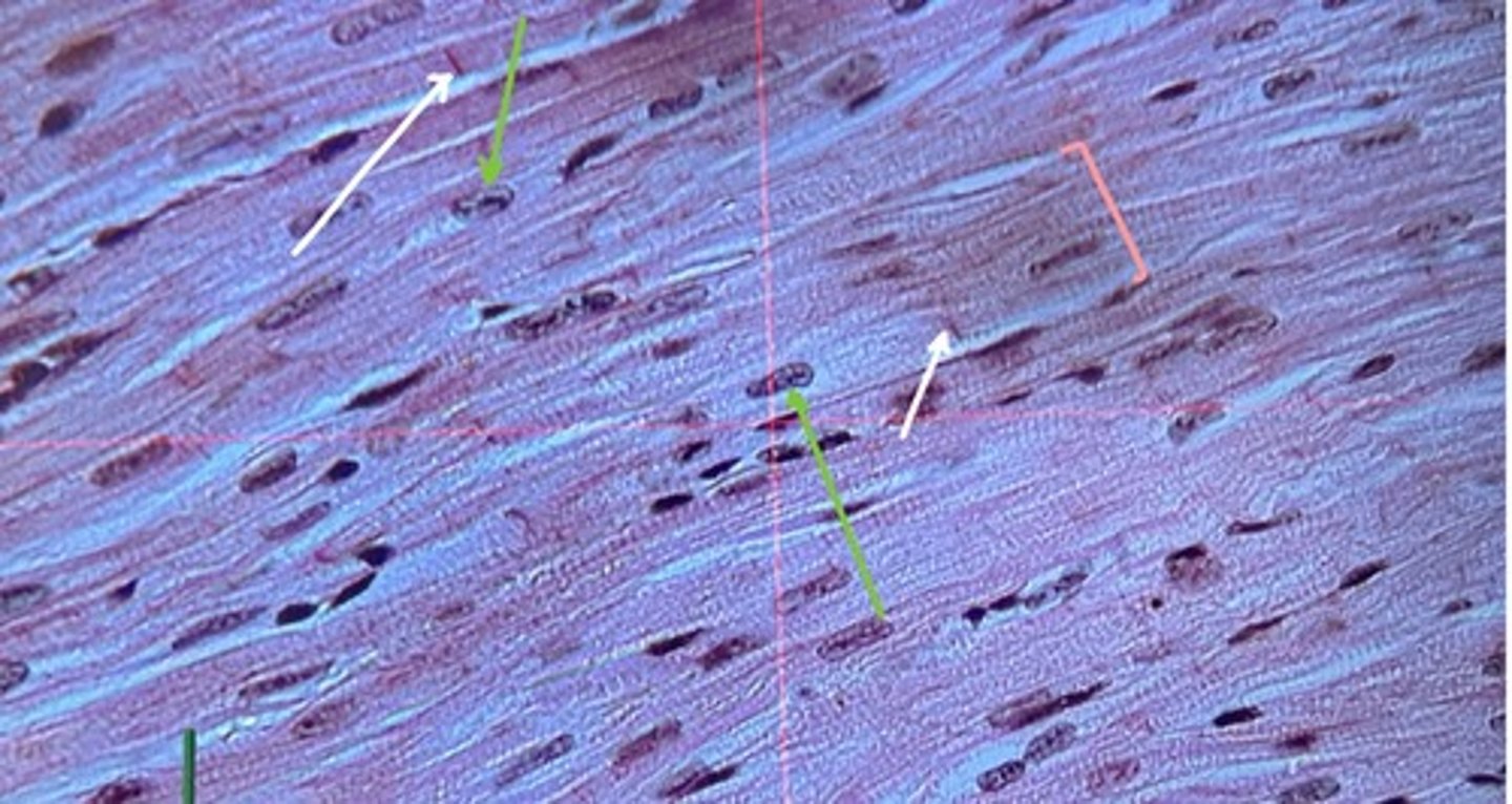 <p>What tissue is this?</p>