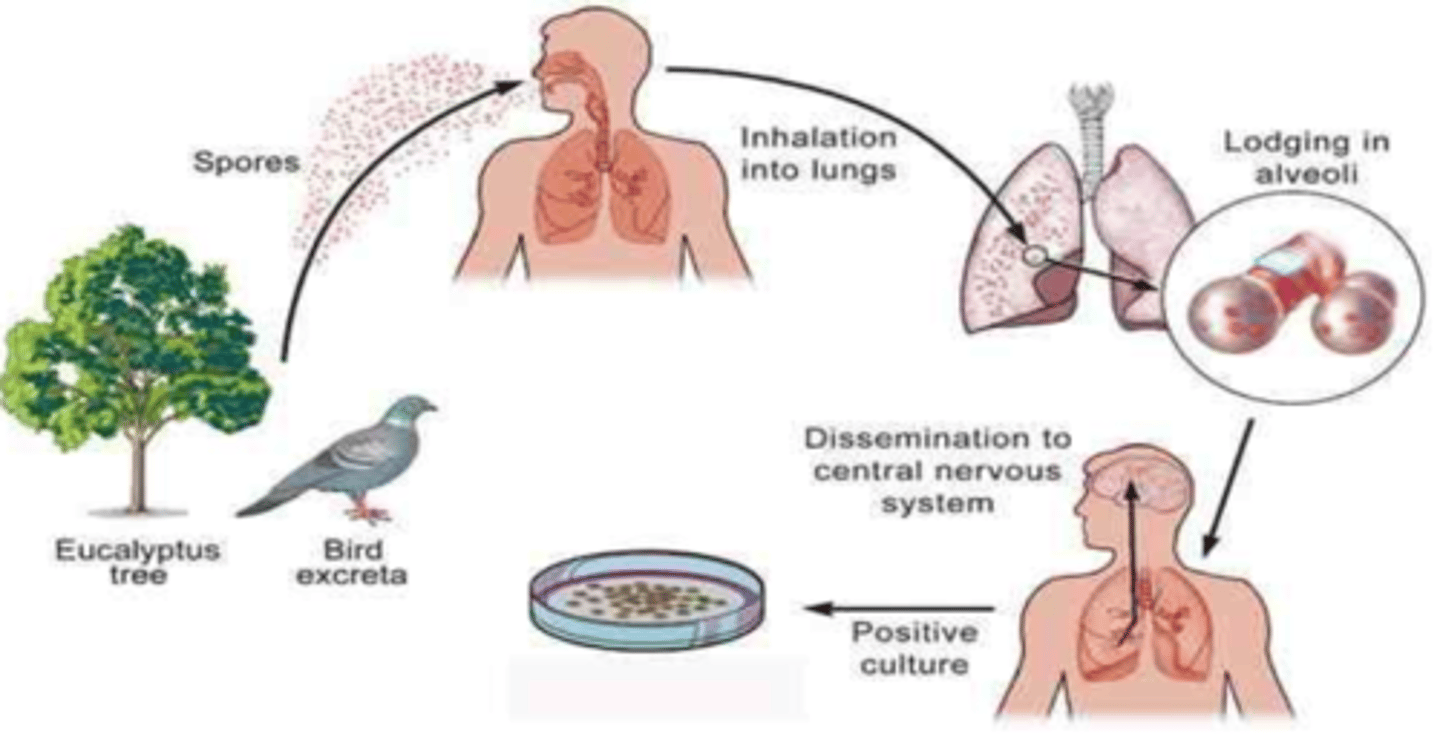 <p>this represents the route of which yeast?</p>