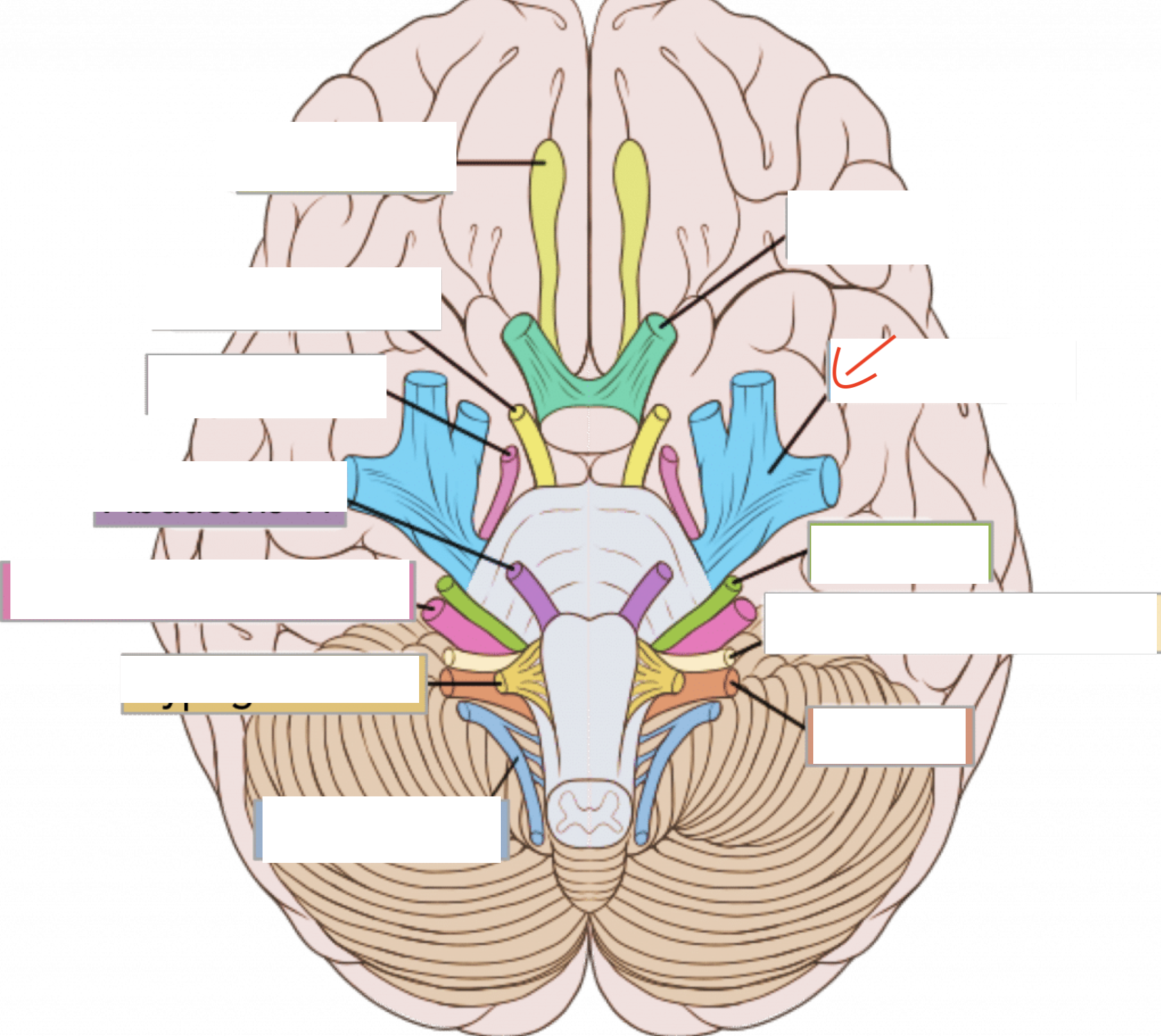 I: eye and jaw area