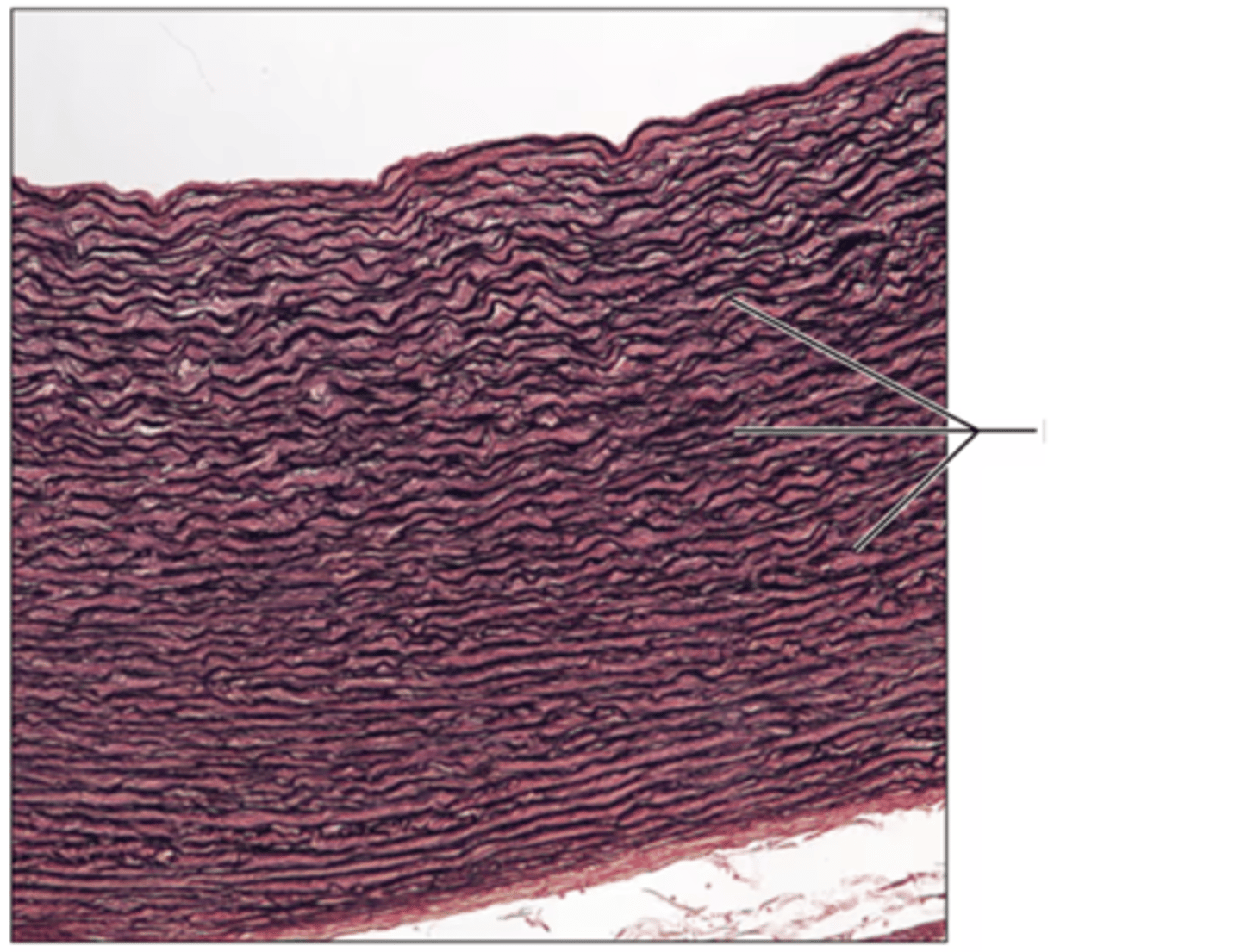 <p>Label the structure.</p>