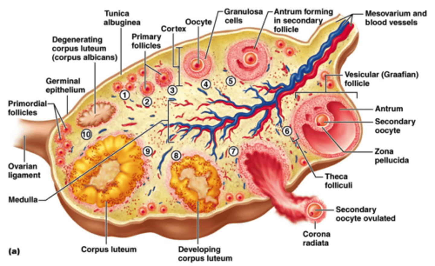 <p>female gonads that produce egg cells (ova) and sex hormones</p><p>-Almond-shaped and nestled in the ovarian fossa; Depression in the posterior pelvic wall</p><p>-Tunica albuginea capsule, like on testes</p><p>-Outer cortex where germ cells develop</p><p>-Inner medulla occupied by major arteries and veins</p><p>-Lacks ducts, instead each egg develops in its own fluid-filled follicle</p>