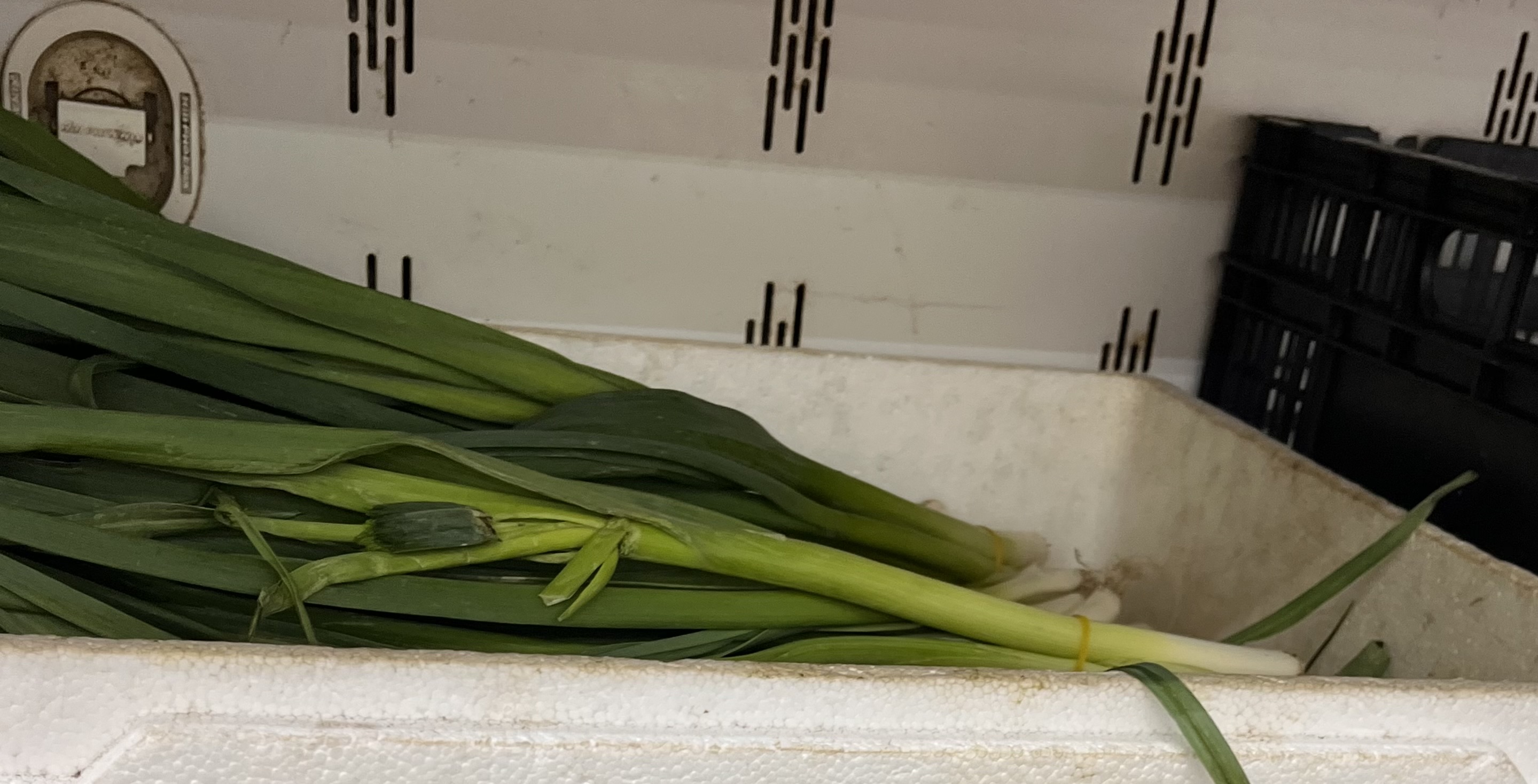 <p>Small CHINESE LEEK</p>