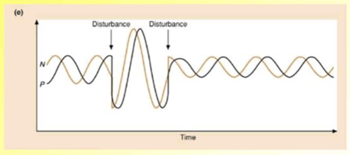 <p>Oscillations are unstable</p>
