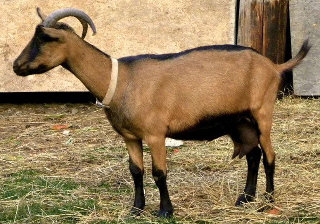 <p>What Goat is this?</p>