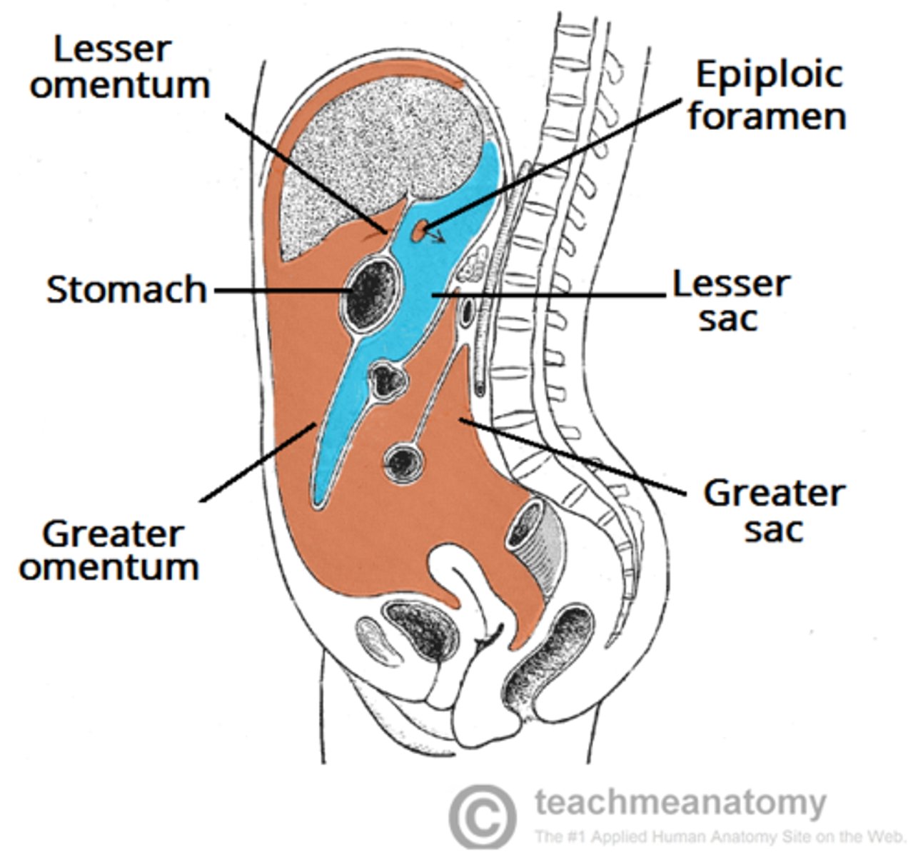 <p>remainder of the peritoneal cavity, anterior to lesser omentum</p>