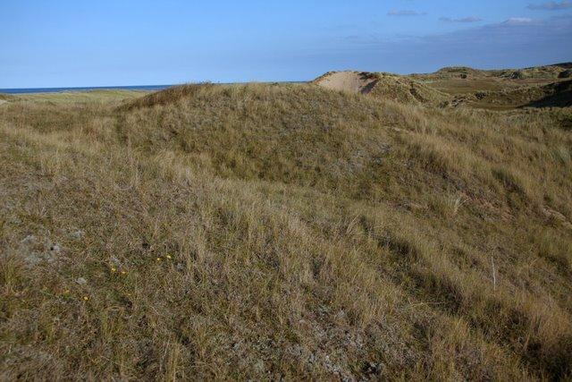 a grey dune