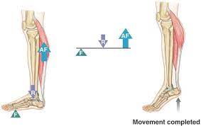 <p>FR btwn fulcrum and FA, AF longer arm then FR, therefore always MA</p>