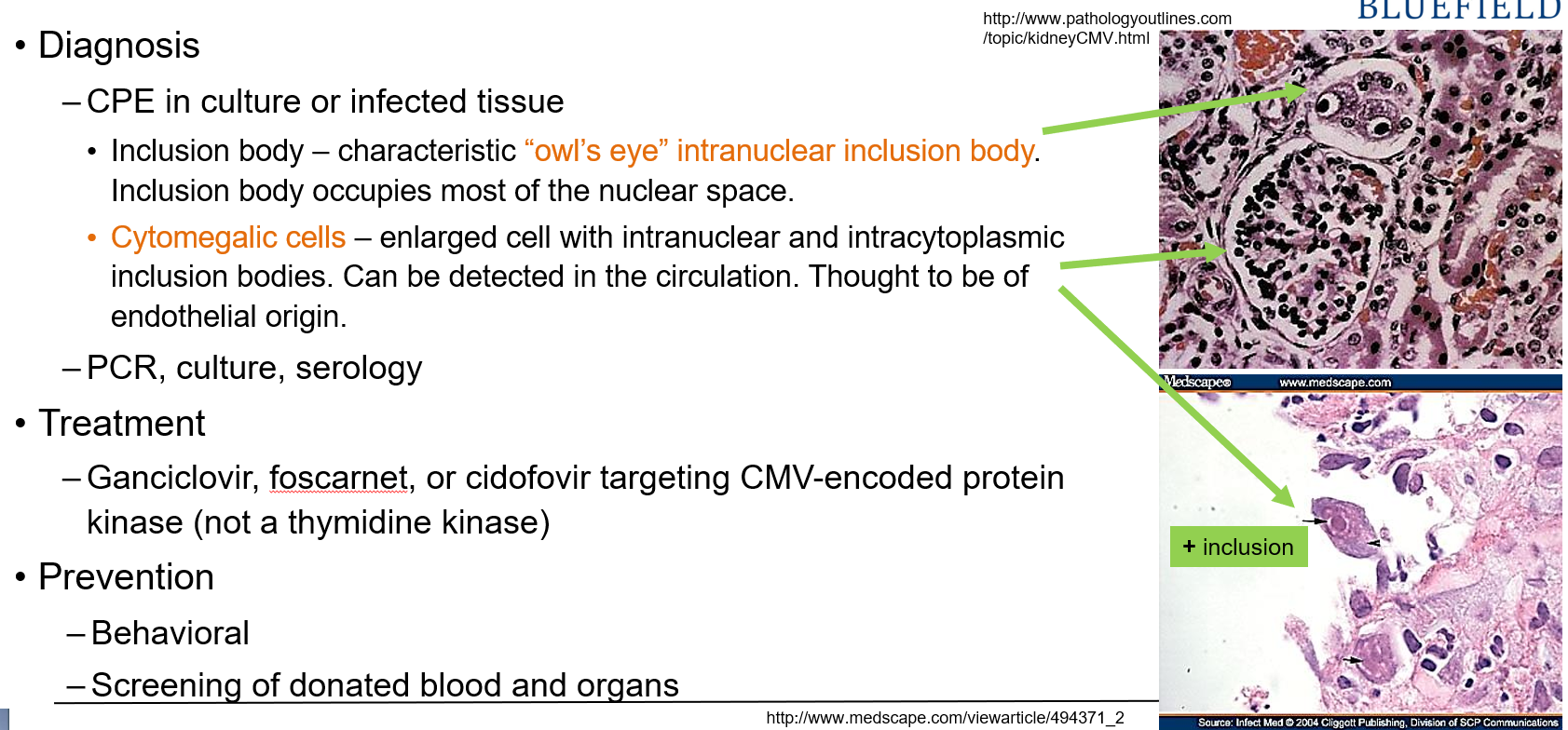 <p>By finding:</p><ul><li><p><strong>“Owl’s eye” intranuclear inclusion bodies</strong> inside cells (they fill most of the nucleus)</p></li><li><p><strong>Cytomegalic cells</strong>, which are large cells with both intranuclear and intracytoplasmic inclusion bodies. These cells can be found in the blood and come from the <strong>endothelium</strong>.</p></li></ul><p></p>