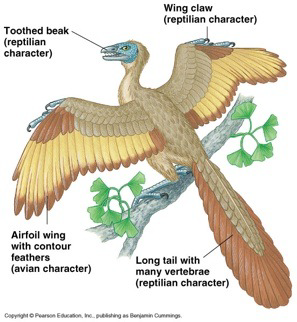 <p>Archeopteryx</p>