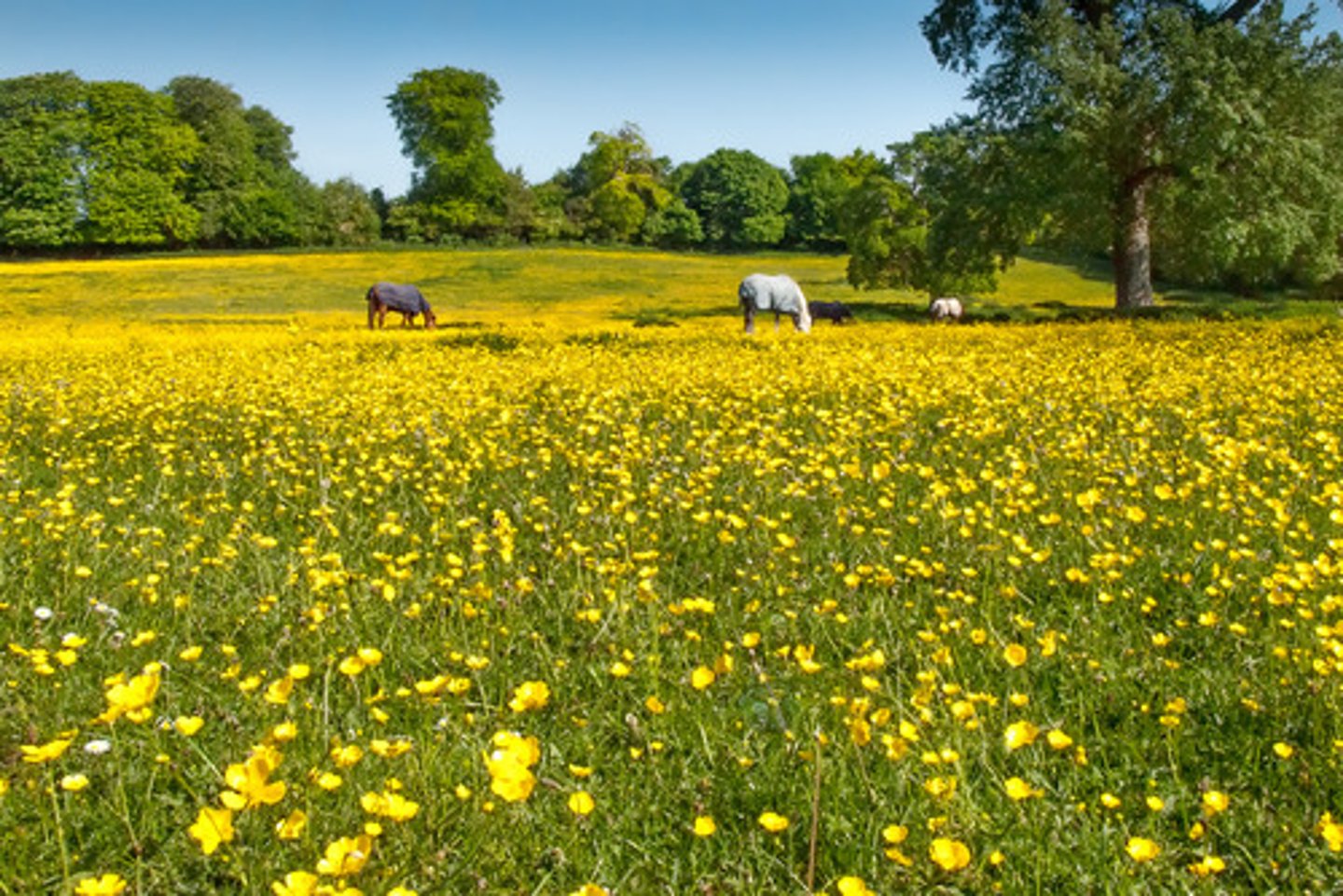 <p>łąka - a field covered with grass and wild flowers</p>