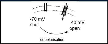 <ul><li><p>via membrane Ca channels </p></li><li><p>receptor operated Ca channels  e.g. H1 histamine receptor </p></li><li><p>voltage sensitive Ca channels</p></li><li><p>histamine directly couples to channel, opens pore, Ca can enter</p></li><li><p>Ca channel kept shut at -70mV</p></li><li><p></p></li></ul><p></p>