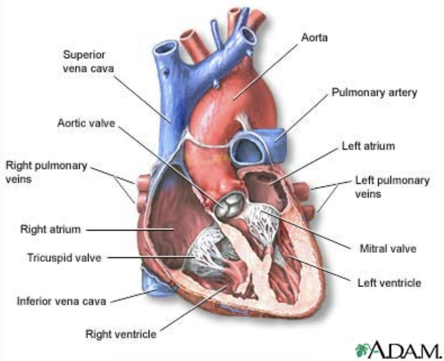 <ul><li><p><strong>4 Chambers:</strong></p><ul><li><p>Two atria (left and right)</p></li><li><p>Two ventricles (left and right)</p></li></ul></li></ul>