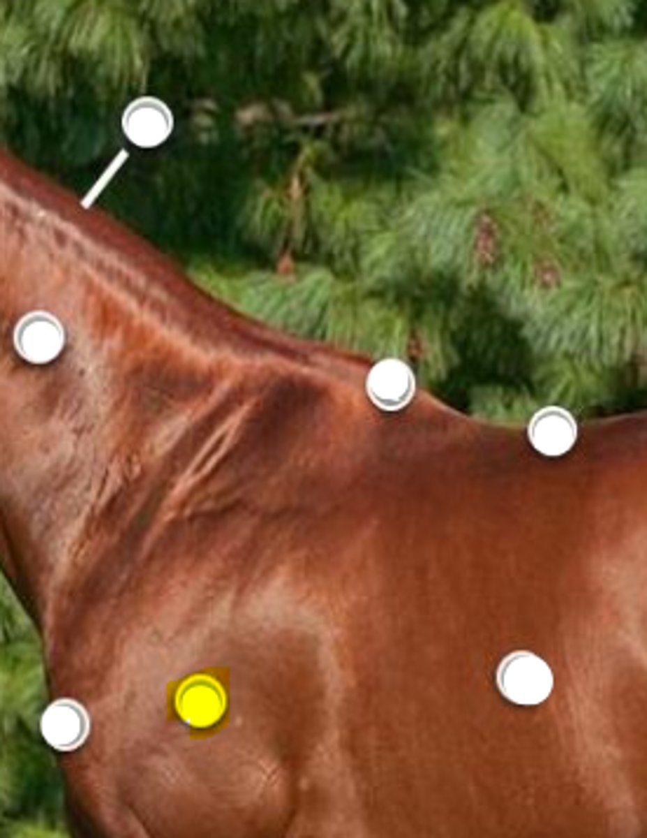 <p>What is body part is indicated on the image</p>