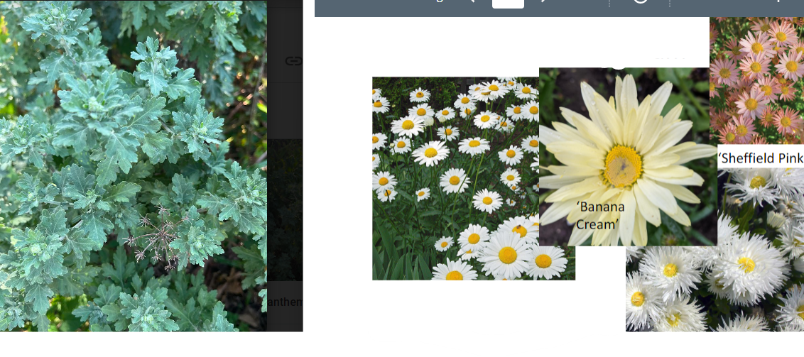 -can have oddly shaped leaves
-white to pink flowers