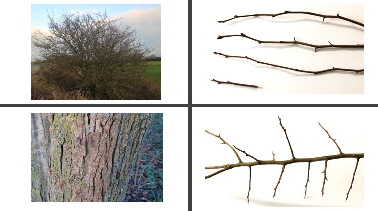 <p>Eenstijlige meidoorn</p>