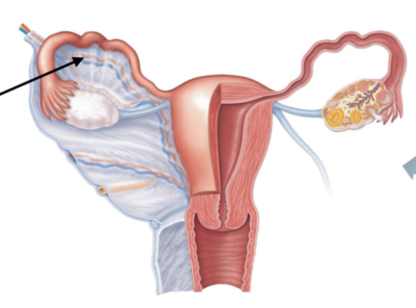 <p>part of the broad ligament</p>