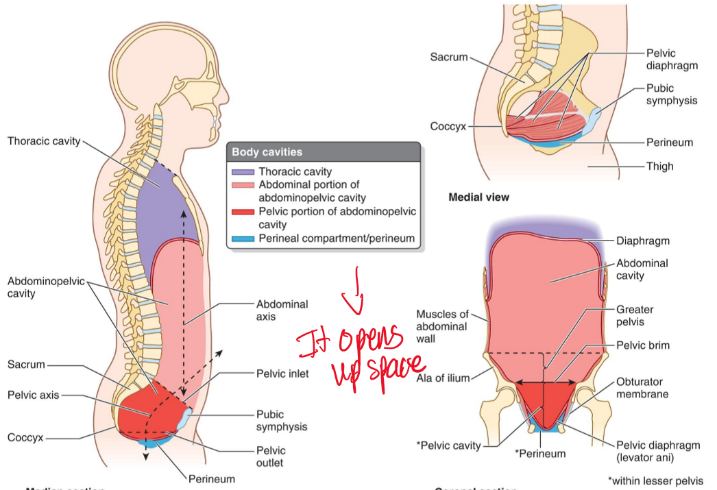 <p>Pelvic floor muscles loosen to increase pelvic floor space while the diaphragm contracts downward.</p>