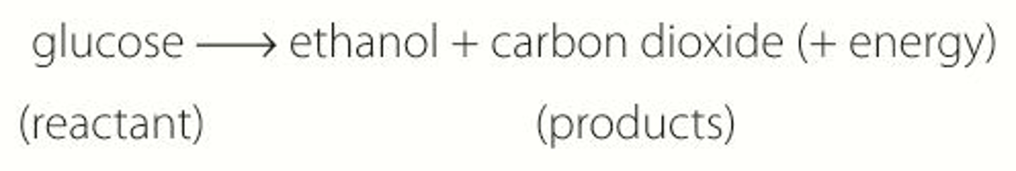 <p>Glucose -&gt; carbon dioxide + ethanol (+energy)</p>