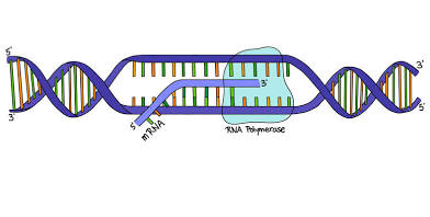 <p>In the nucleus, DNA code turns into mRNA, uses RNA polymerase to separate the strands</p>