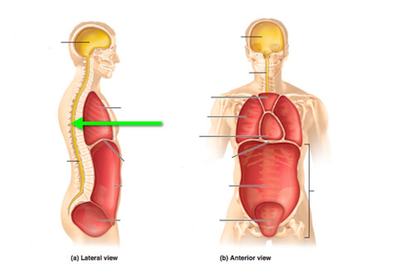 <p>contains the spinal cord</p>