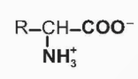 <p>ion lưỡng cực </p>