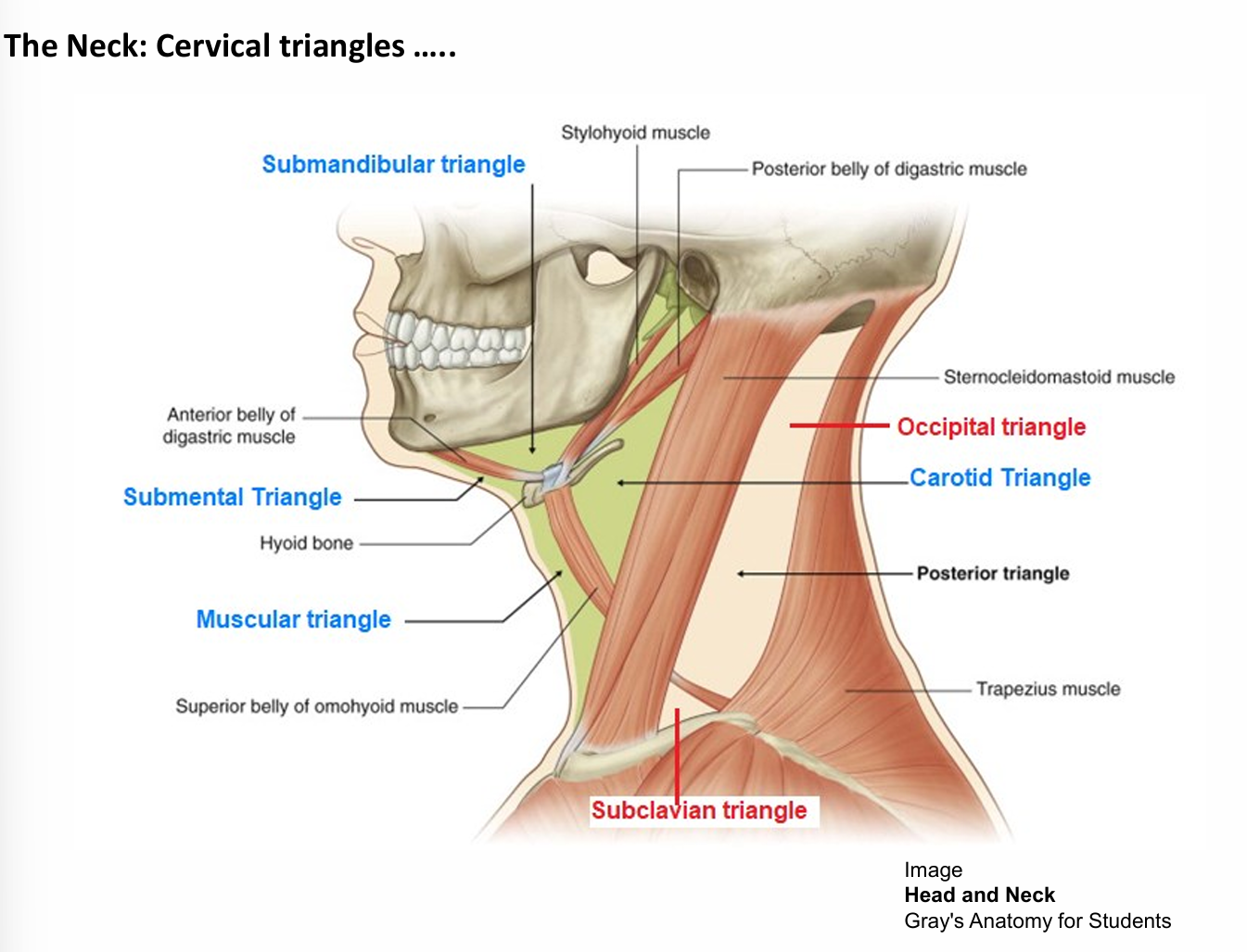 <p>Muscular triangle </p>