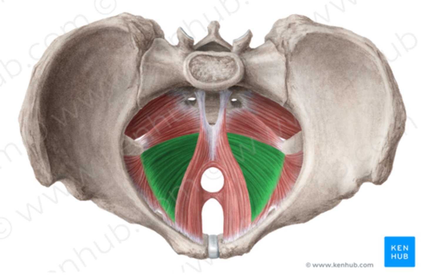 <p>muscle that makes up the levator ani along with the pubococcygeus and puborectalis: maintains position of pelvic viscera</p>