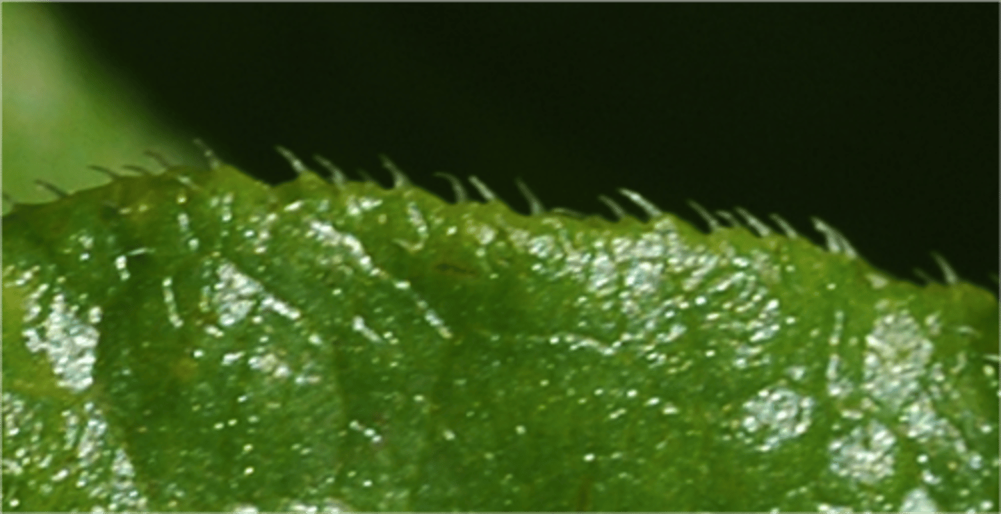 <p>pointy pine-like leaf margin</p>