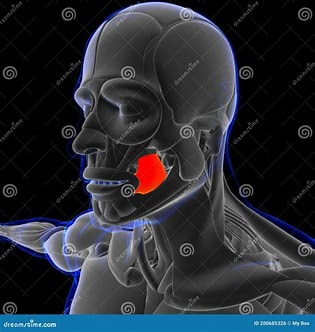 <p>Insertion: orbicularis oris muscle </p><p>Origin: alveolar process of mandible and maxilla </p><p></p>