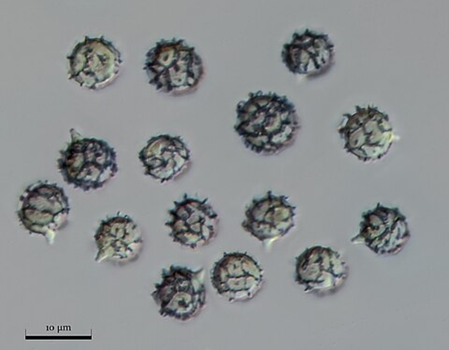 <p>Odczynnik Melzera</p>