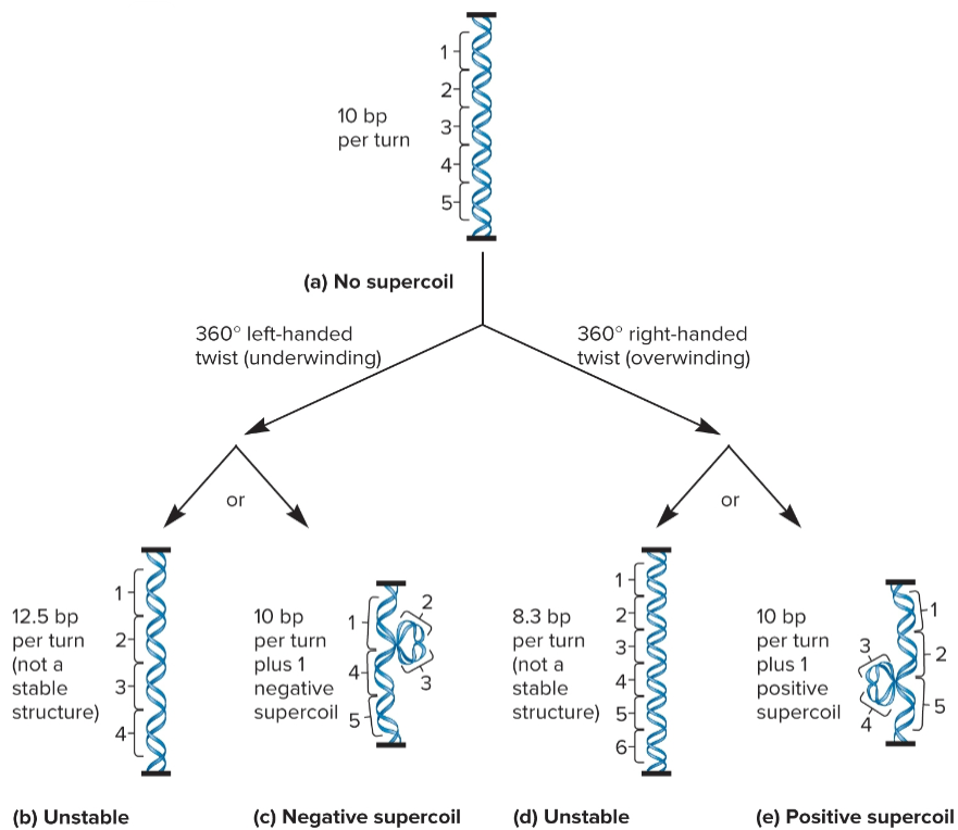 <ul><li><p>formed when DNA given a turn that overwinds the helix (right)</p></li><li><p>can also cause more turns</p></li><li><p>topoisomers</p></li></ul><p></p>
