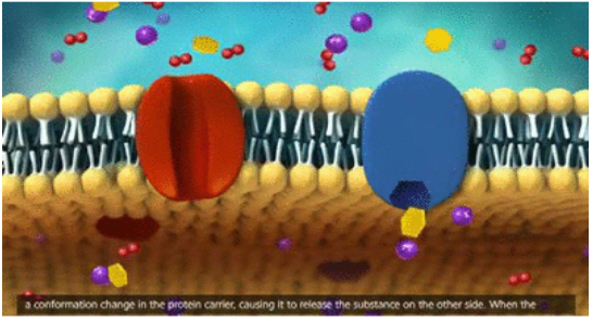 <p><span style="background-color: transparent;">allow the diffusion of&nbsp; larger polar molecules such as sugar and amino acids</span></p>