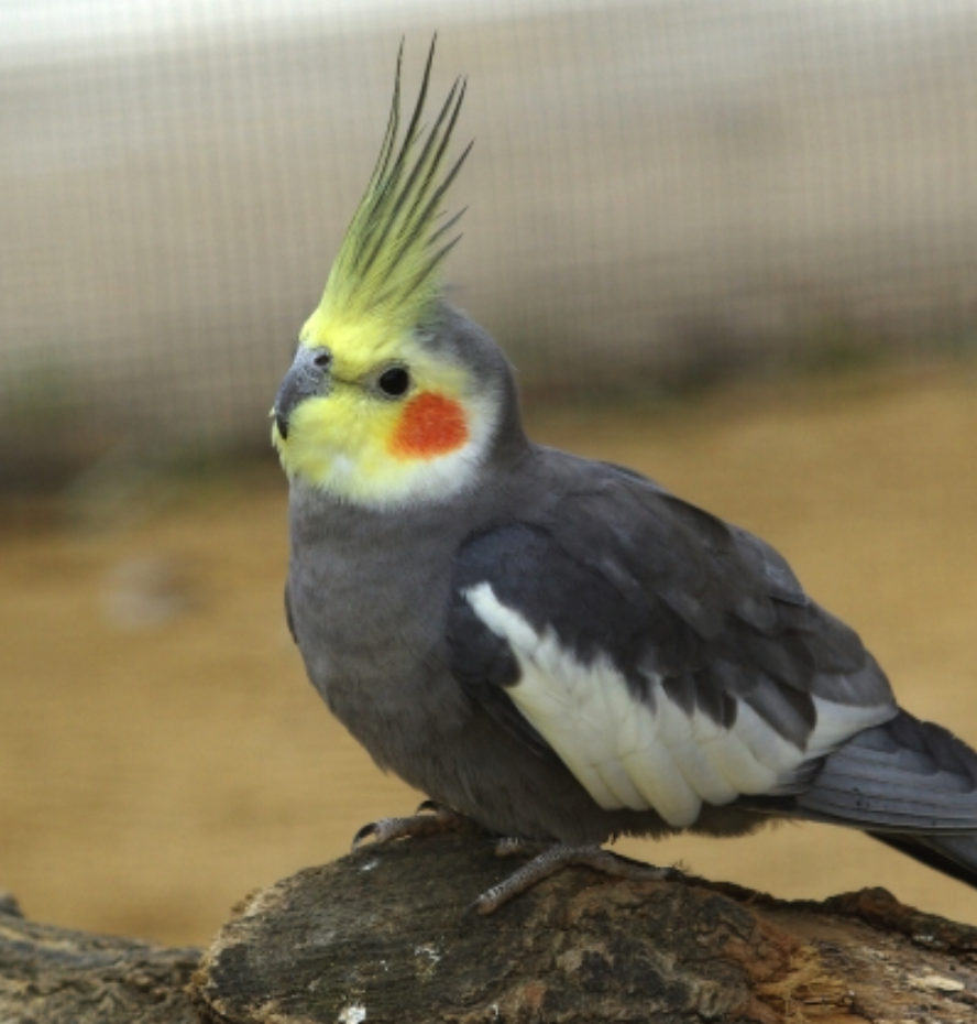 <p><span style="font-family: "Calisto MT";"><span> komt oorspronkelijk uit Australië en is verwant aan de Kaketoe</span></span></p>