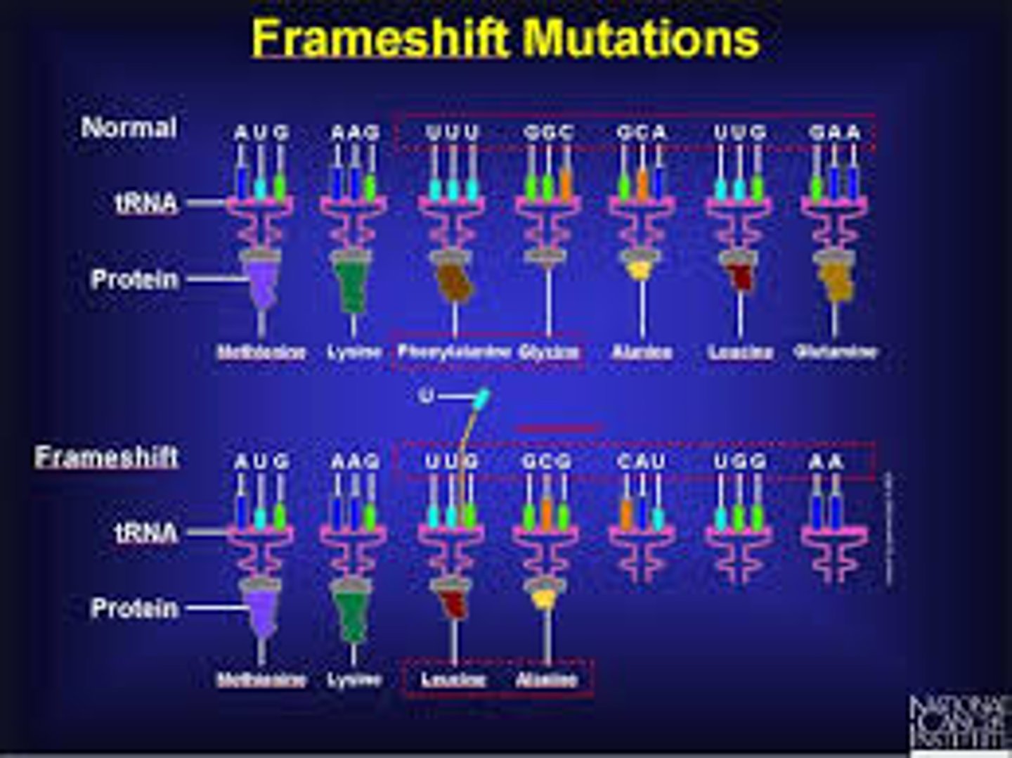 <p>The addition (insertion mutation) or removal (deletion mutation) of one or more nucleotides that is not indivisible by three, therefore resulting in a completely different amino acid sequence than would be normal. The earlier in the sequence nucleotides are added or removed, the more altered the protein will be.</p>