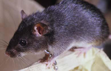 Polynesian rat

Smallest PH rats

brown gray to dark

Unicolored tail

pointed snout; large eyes