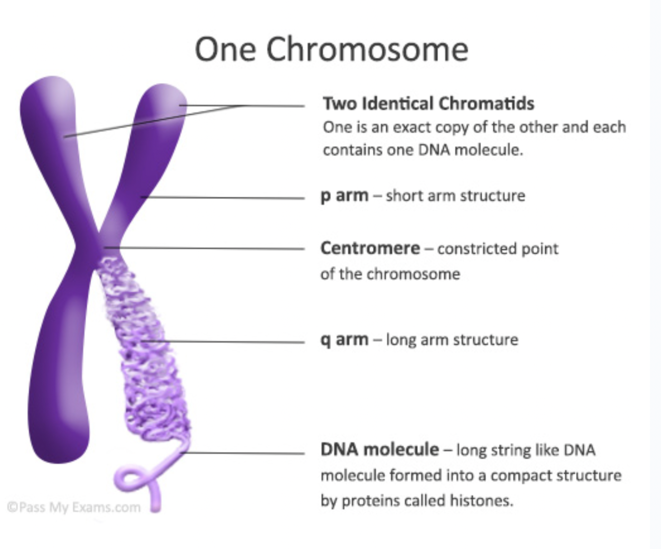 <p>A DNA molecule tightly coiled many times around histone (protein), that has been further coiled into supercoils called nucleosomes. Made up of two sister chromatids. </p>