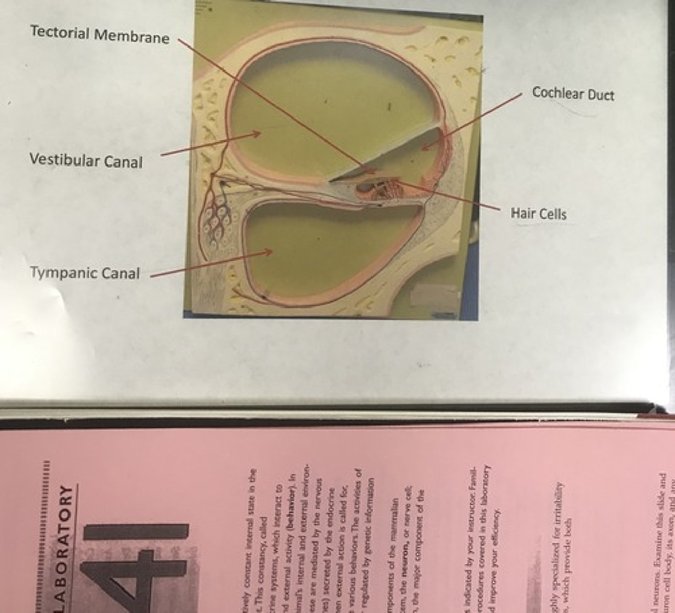 <p>Name the model</p>