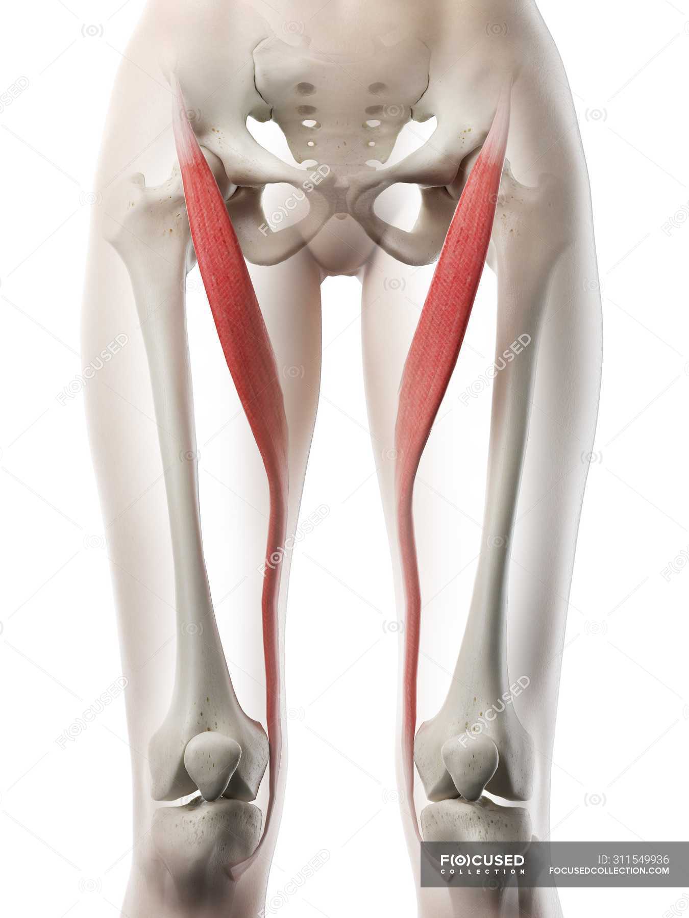 <p>flexes abducts and laterally rotates the hip</p><p>O: Anterior superior iliac spine</p><p>I: Tibia</p>