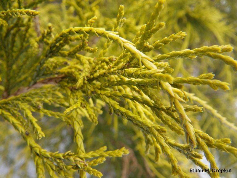 <p>scientific name</p>