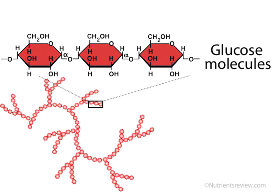 <p>storage polysaccharide found in plants</p>
