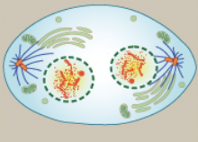 <p>chromosomes arrive at opposite poles and begin to decondense, nuclear envelope material surrounds each set of chromosomes</p>