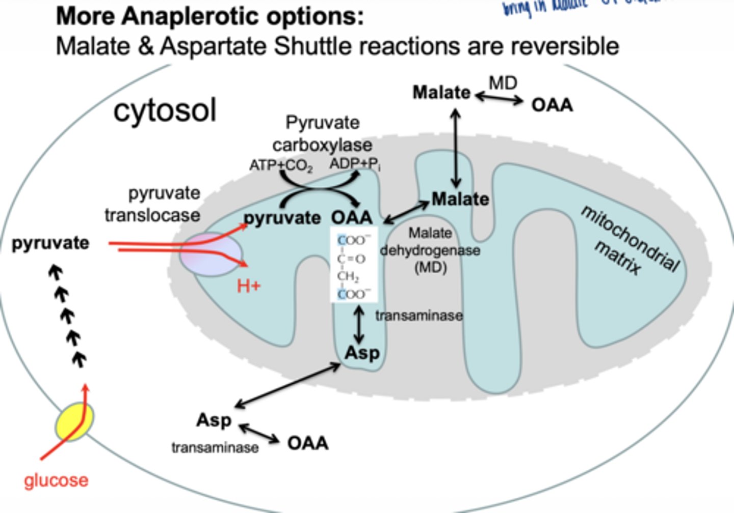 <p>malate-aspartate shuttle:</p><p>- electrons from cytosolic NADH to oxaloacetate, forming malate, which crosses into the mitochondrial matrix, is re-oxidized back to oxaloacetate, and generates mitochondrial NADH</p><p>- high energy tissues (heart, liver)</p><p>- produces NADH</p><p>glycerol-3-phosphate shuttle</p><p>- muscle</p><p>- FADH₂</p><p>Malate-aspartate is active in high-energy tissues (liver/heart), while glycerol phosphate works efficiently in muscle.</p>