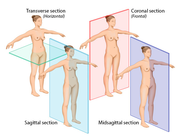 <p>Horizontal; Divides body into upper and lower sections</p>
