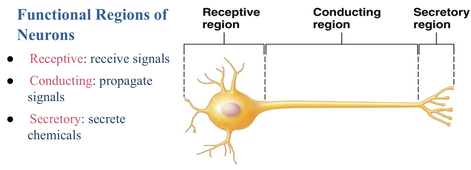 <p>Axon terminals</p>