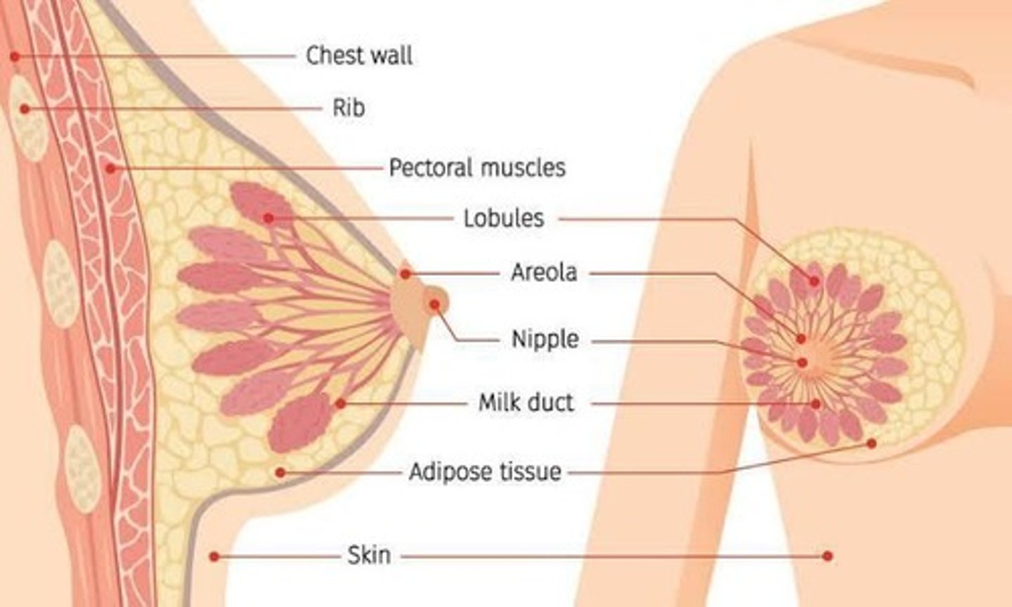 <p>Anterior to the pectoral muscle.</p>