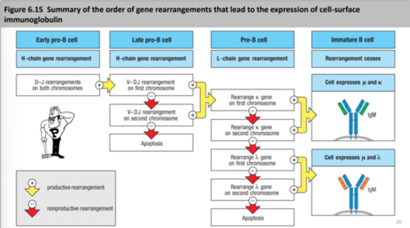 <p>1) Prepare (Repertoire assembly)</p><p>2) Weed out (Negative selection)</p><p>3) Promote (Positive selection)</p><p>4) Search (Search while recirculating)</p><p>5) Activation (Clonal expansion)</p><p>6) Attack (Differentiation)</p>