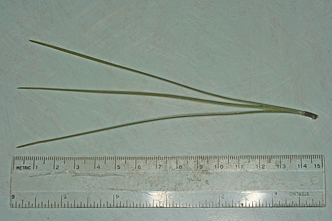 <p>What pine species are these from?</p>